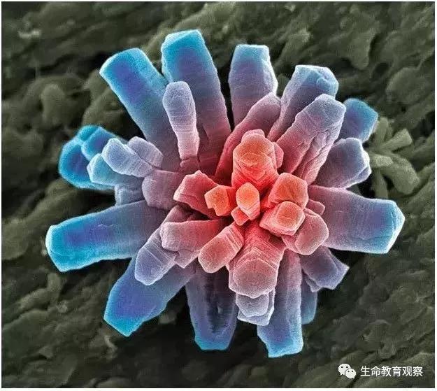 看完后，整个人都有点不对劲了（传播生物知识）