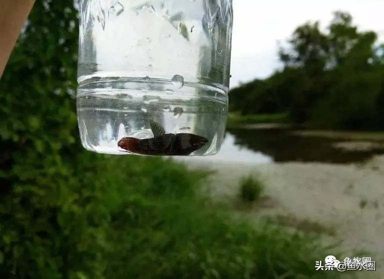 泰国斗鱼和中国斗鱼的杂交品种,中国斗鱼与泰国斗鱼哪个更厉害