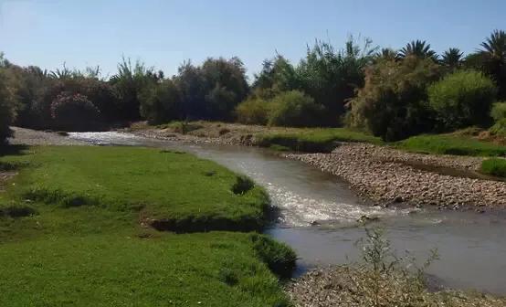 黄喉石龟图片大全,欧洲黄喉