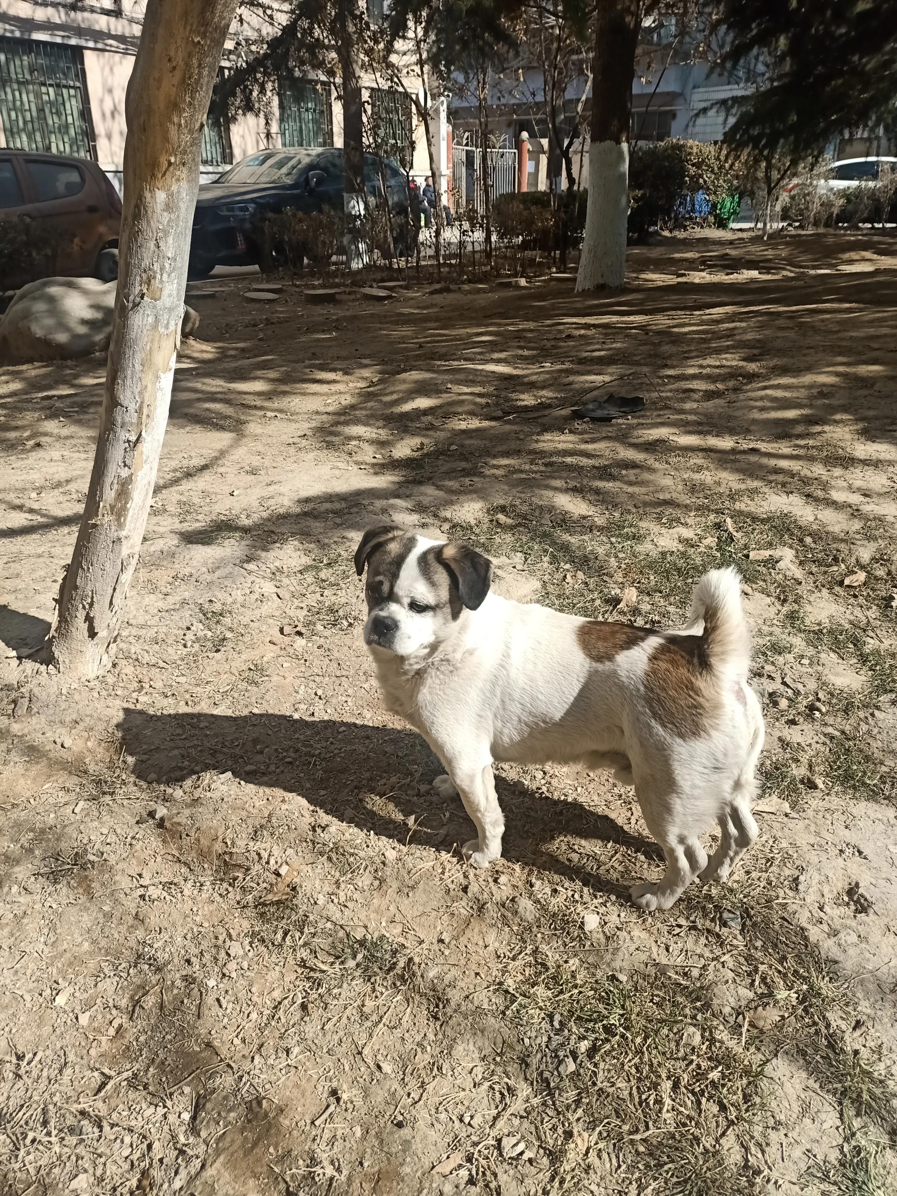 狗狗没有朋友怎么办,狗狗没有食物怎么处理