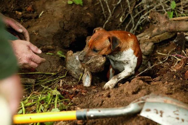 哪种狗狗运动量小一点好养些,各品种狗狗的优缺点列表图