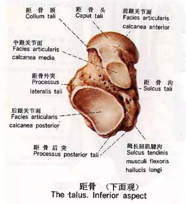 踝关节撞击症问诊,踝关节内侧撞击综合症位置图