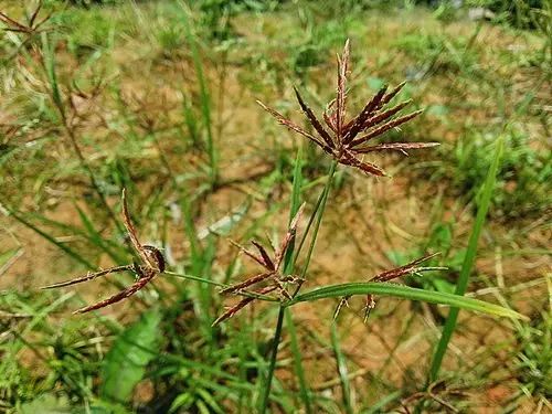 那些常见却叫不上名字的野花野草,常见的野花野草却是农家之宝