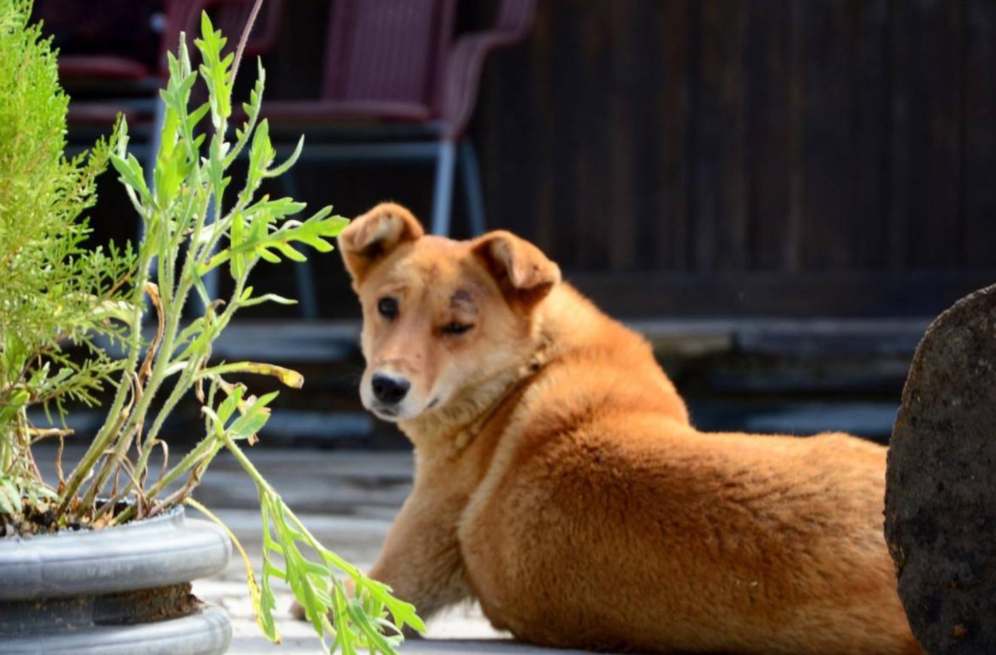 农村很多土狗,很多农村里的土狗