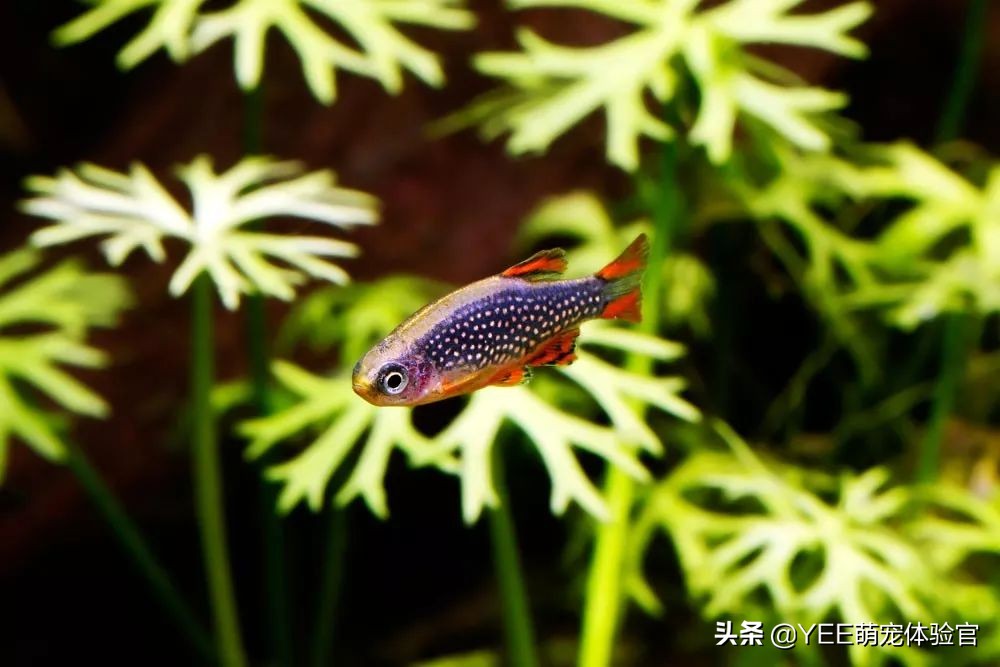 发色好看的灯鱼,东南亚灯鱼品种