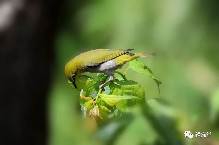 绣痴浅谈在鸟市大笼挑选绣