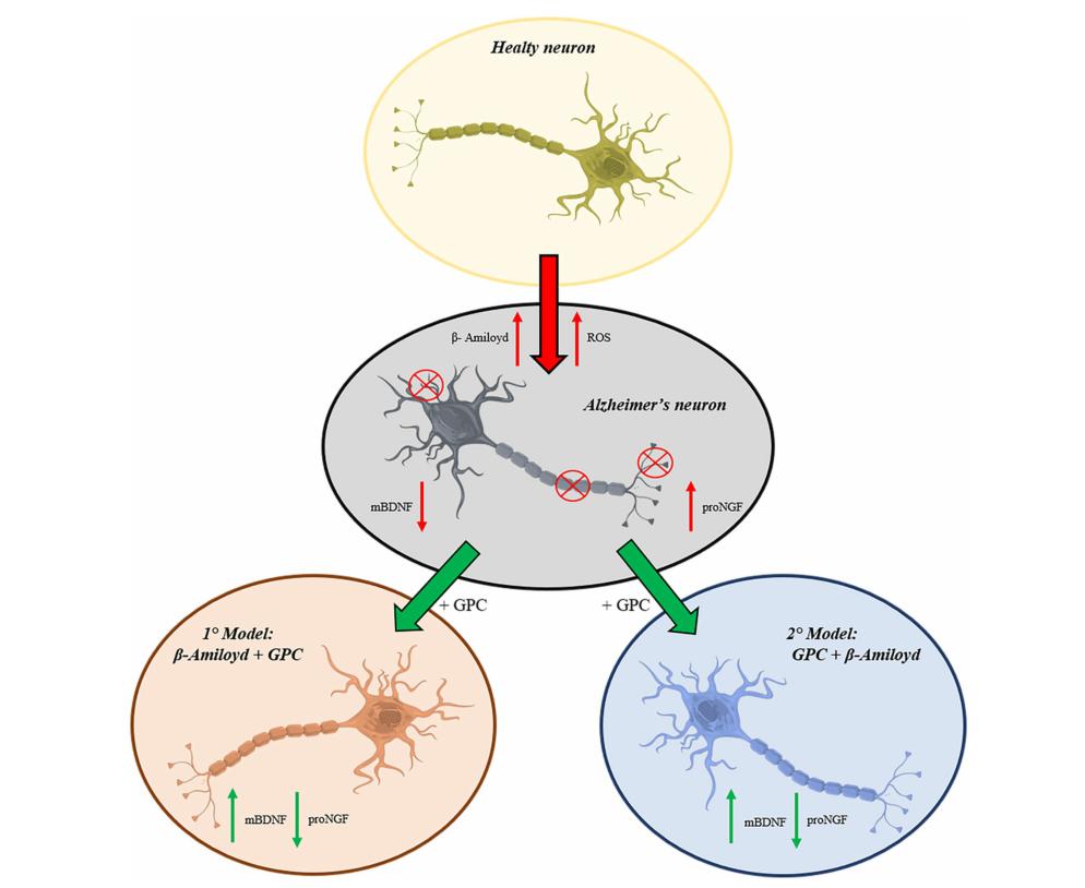 磷脂酰丝氨酸对老年痴呆的作用,磷脂酰丝氨酸预防老年痴呆吗