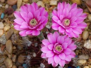 太极莲仙人球,狂莲仙人球