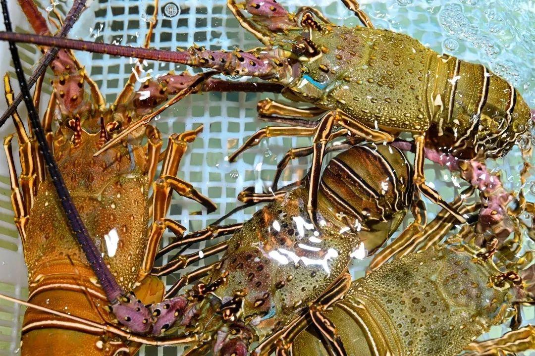 4000m²「平价海鲜」，还藏了个老广早茶，鸡煲、羊肉、虾蟹