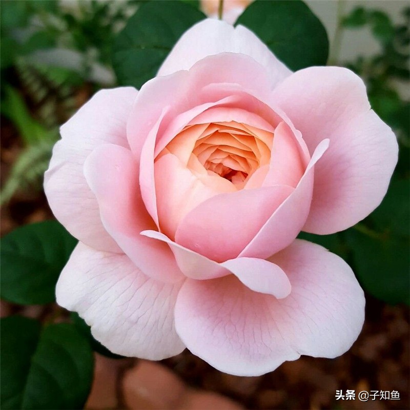 心动的信号第6季都是什么星座,心动的信号二季嘉宾星座分析