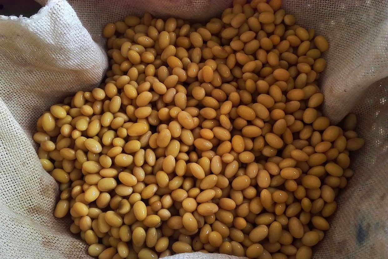 如何用豆芽盆发豆芽,无土栽培发豆芽