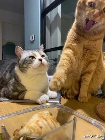 干饭猫,猫咪干饭跟饭桶一样