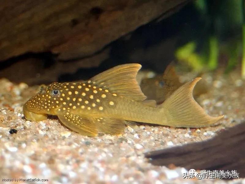 每天认识一种鱼,鲨帆金钻