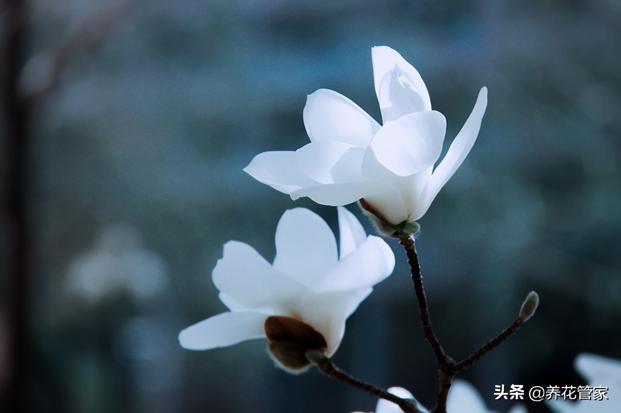 人间二月天歌曲,人间最美二月天图片