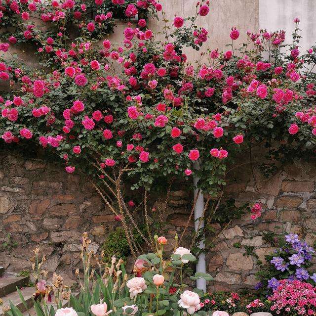 适合院子种的藤本月季品种,好养的藤本月季品种有哪些优点