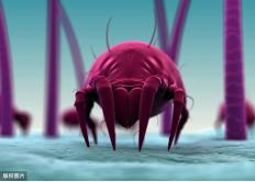 蚕丝被的功效与好处,蚕丝被的好处和功效作用是什么