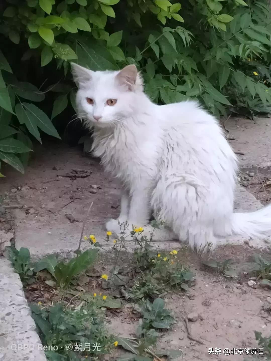 #领养代替购买#给它们一个家|线上宠物领养日,20190608加场