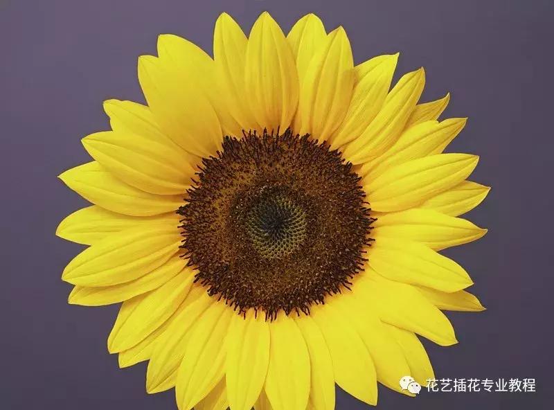 插花技巧向日葵,插花向日葵养护方法