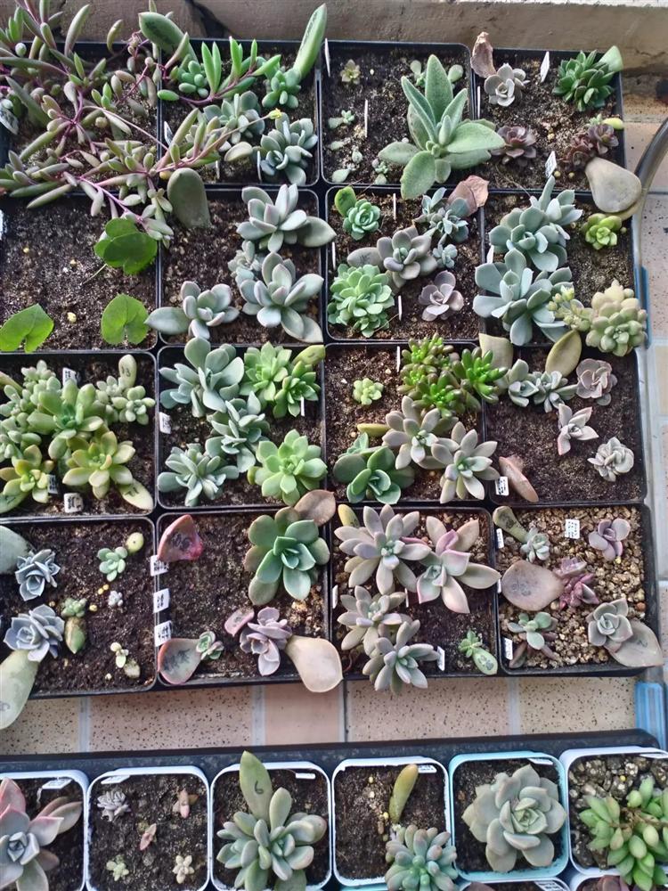 多肉叶插有须无芽,多肉叶插苗长成豆芽菜怎么办