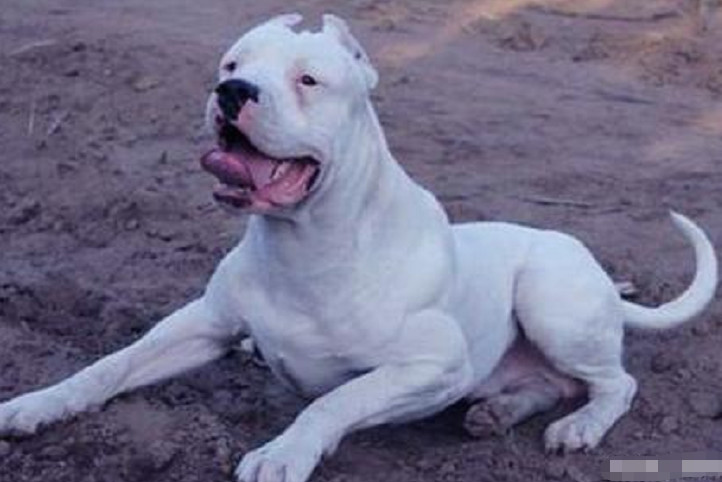 最狠的狗狗是藏獒吗,藏獒是最厉害的狗狗吗