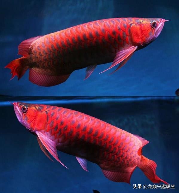 手把手教你做龙鱼最强营养秘方食谱--鲜虾牛肉狮子头，别馋哈