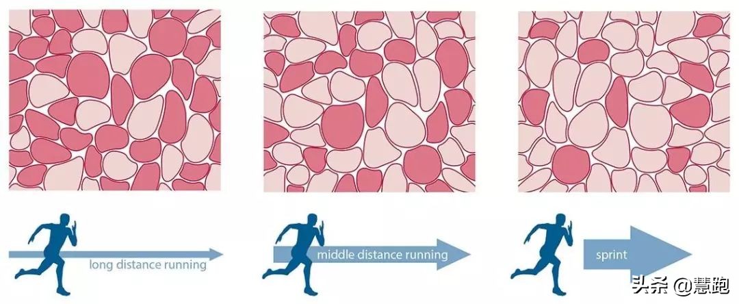 什么是氧感知通路？2019年诺奖公布，揭开了生命与氧气的秘密
