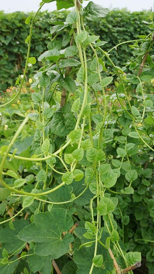 叶菜品类表,叶菜类一览表