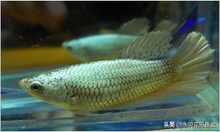 斗鱼哪个品种好养活,斗鱼品种哪个好养