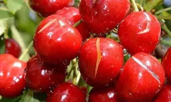 果树裂果的秘密早懂早预防,樱桃裂果的原因有哪些