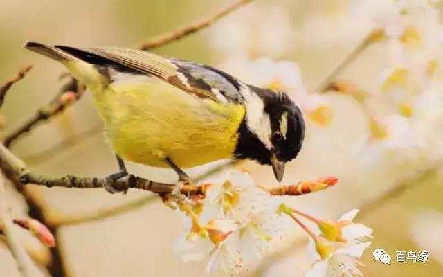 黄雀的保护方法图解,新手遇到螳螂怎么上手