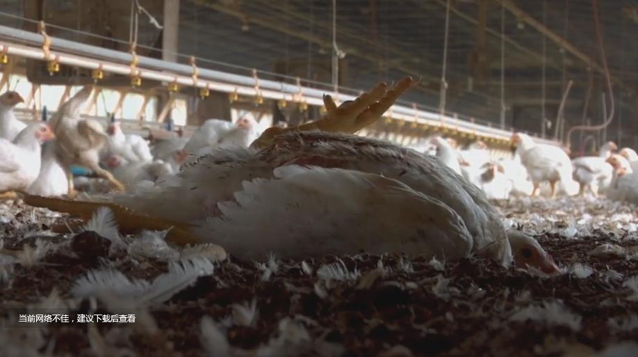 美国人贫穷为什么会胖,美国人为什么越吃越胖