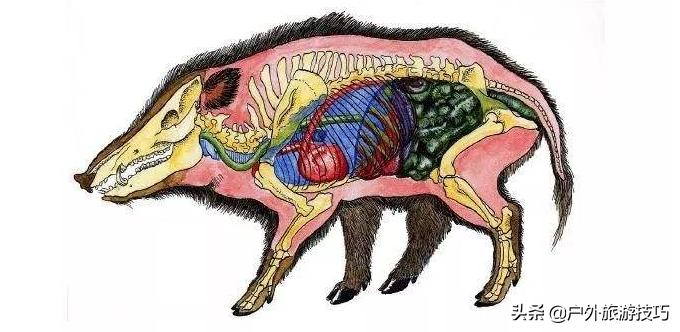 鍥藉鐙╃寧閲庣尓,缇庡浗鎹曠寧閲庣尓