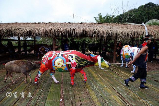 水牛身上画画,水牛身上画了牛郎织女画面