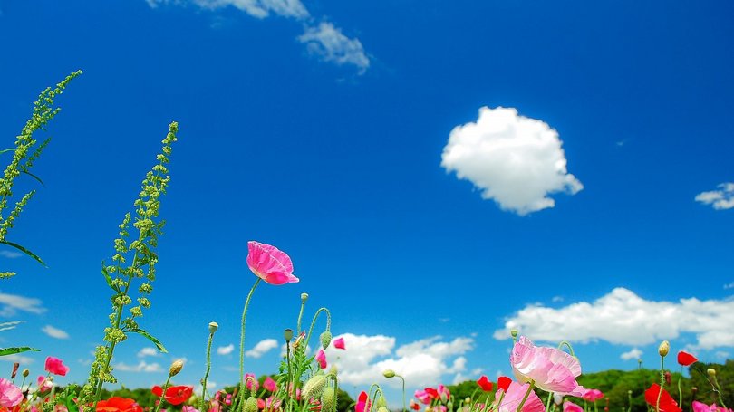 2024年适合男孩的诗经名字,祝福人前程似锦的诗经名句