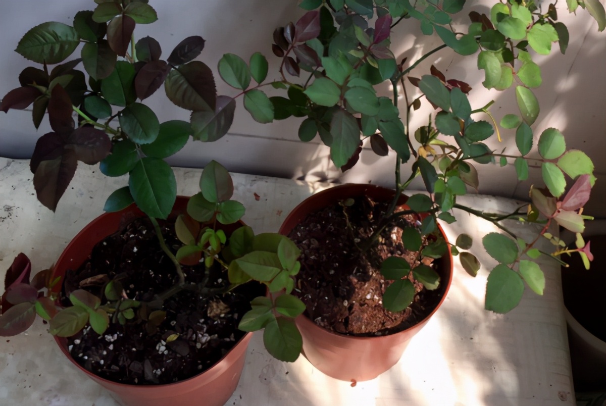 月季和天竺葵哪个好养,怎么样养月季盆栽