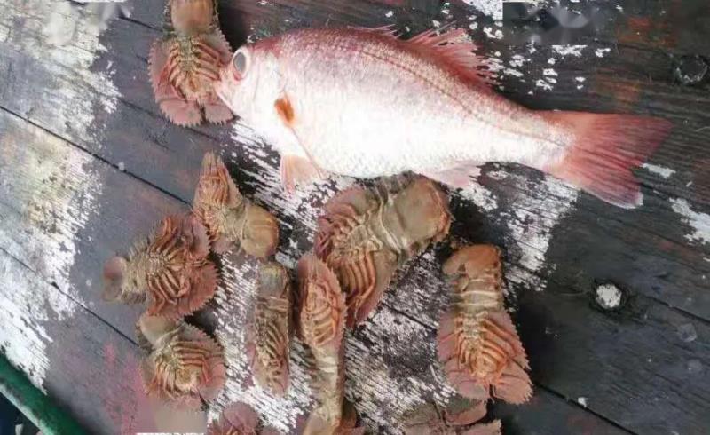 海中贵族是什么意思,海中贵族埼玉