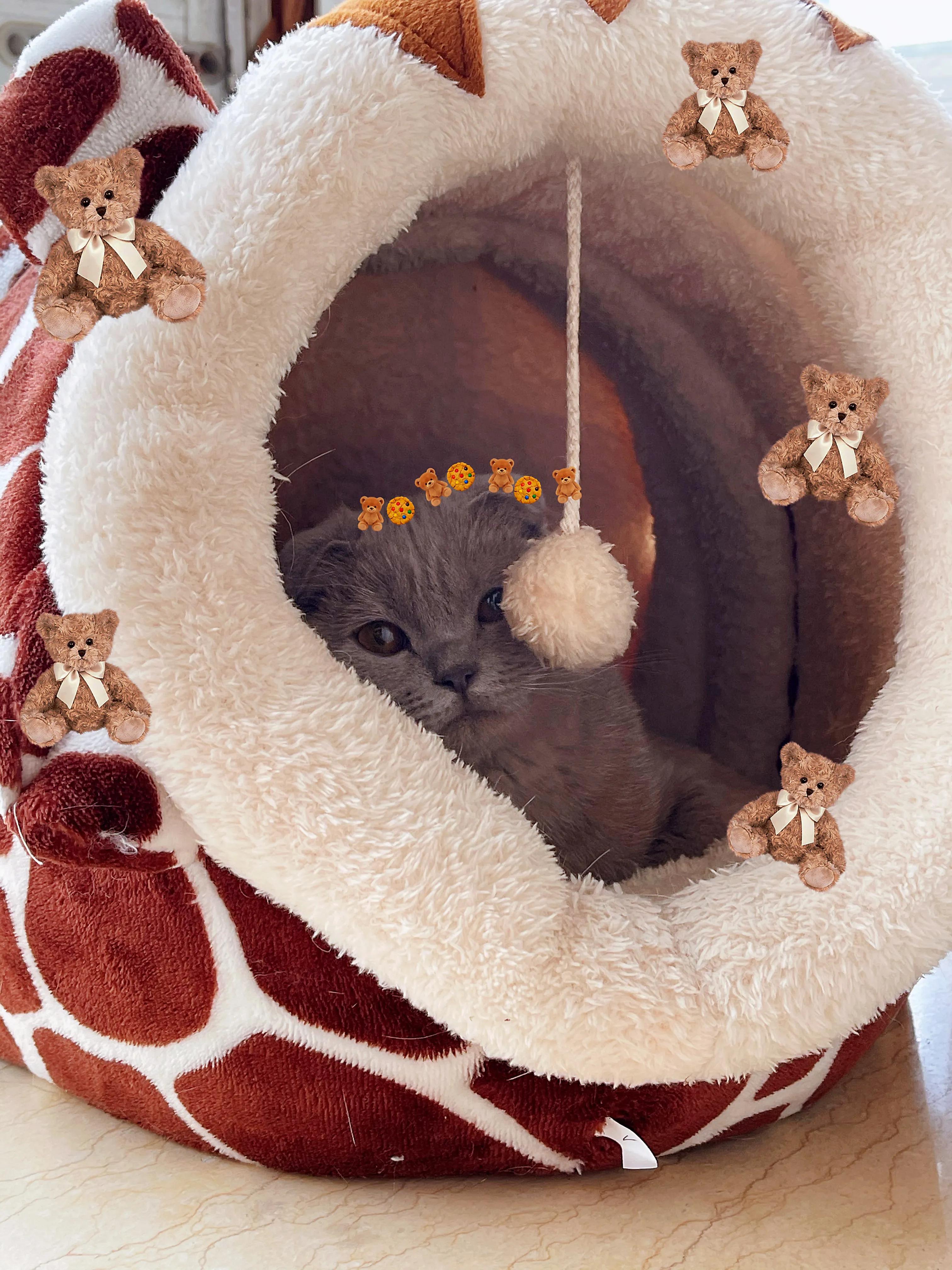 怎么花钱少把猫养胖,普通人养小猫最低成本