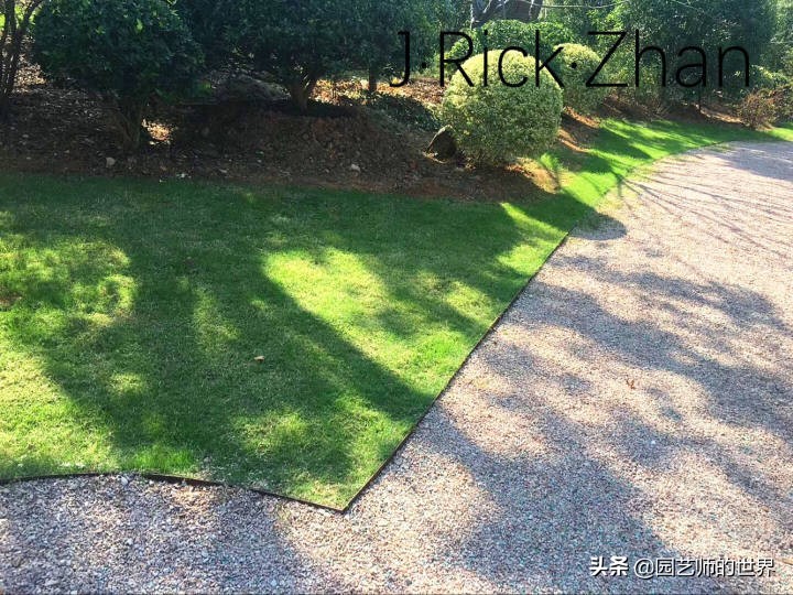 高尔夫果岭草坪家庭院子种植,麦冬草坪种植方法和注意事项