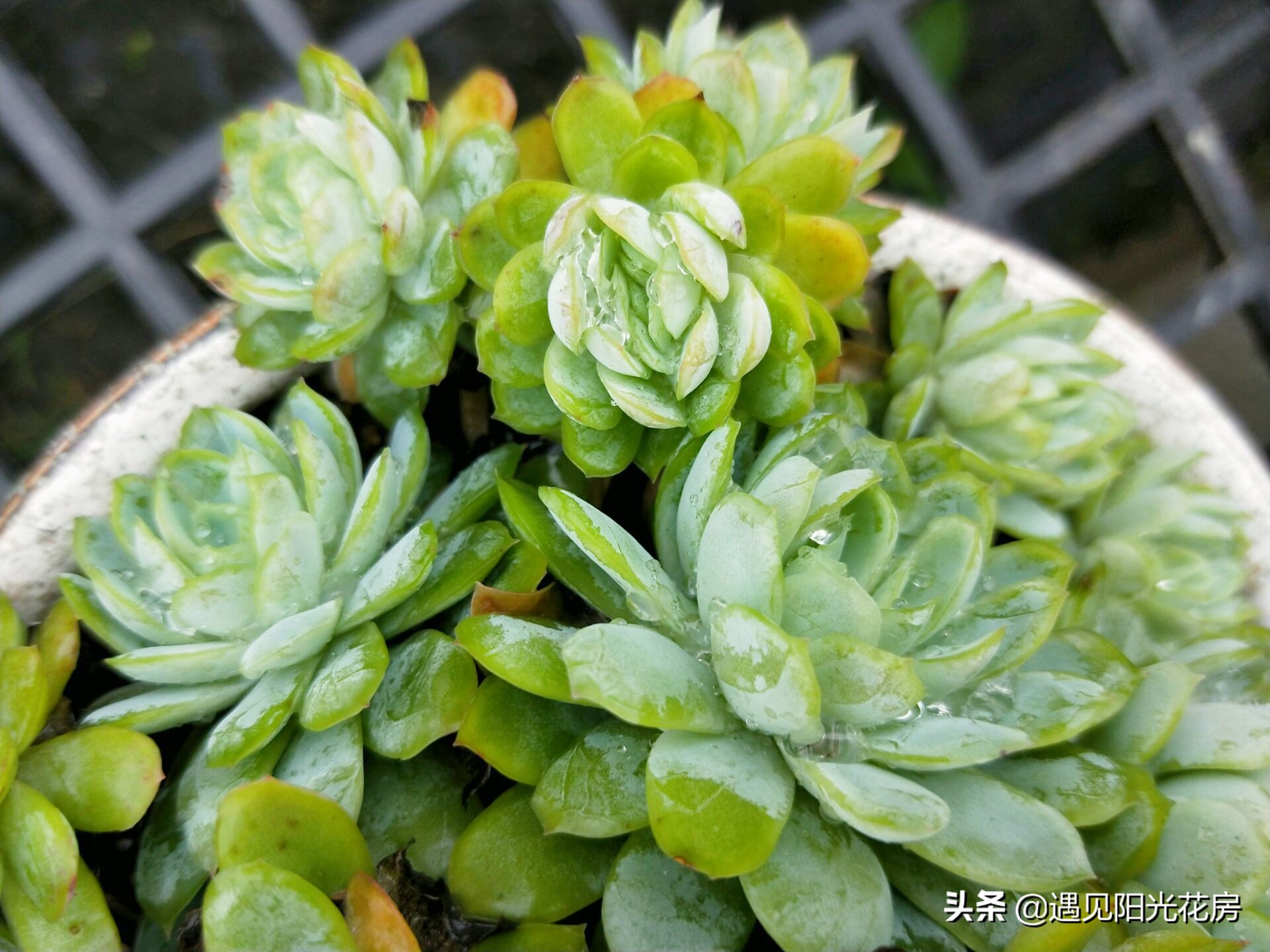 多肉冰莓,超大多肉冰莓