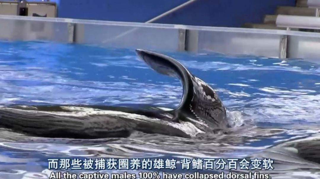 每个生命都值得被虐待,任何生命都不该被虐待