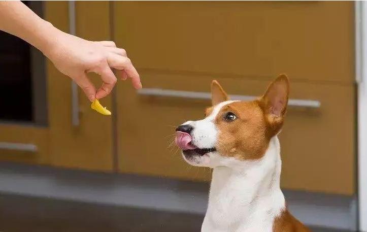 狗狗不喜欢狗粮是什么原因,狗狗总不爱喝水