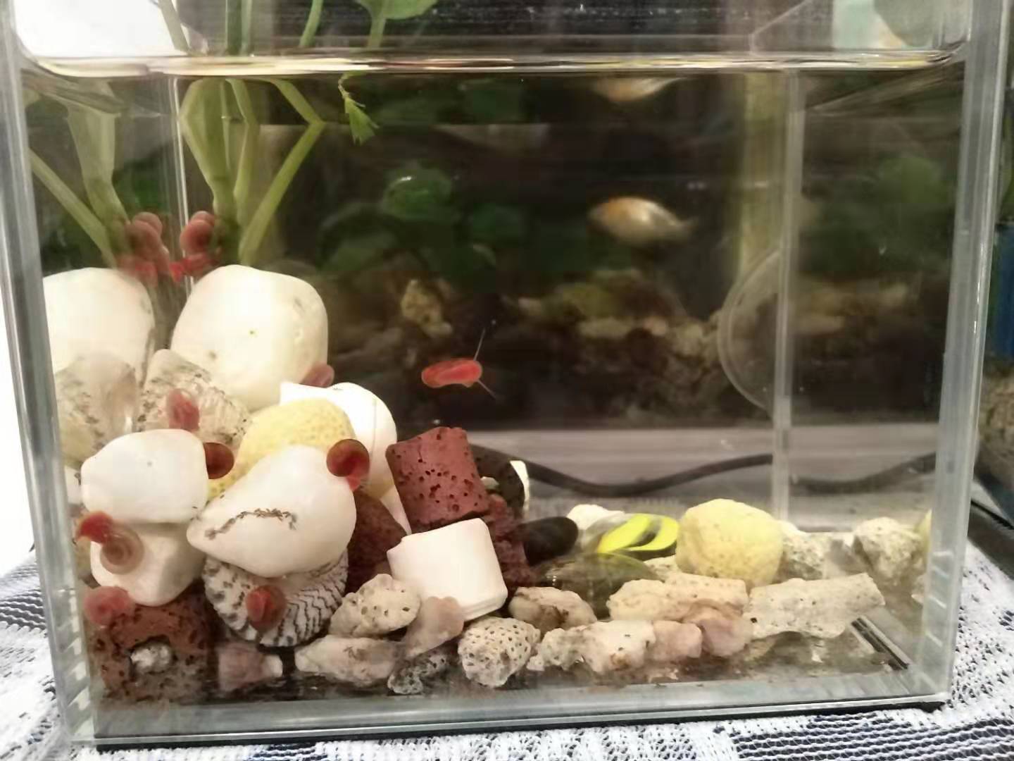 苹果螺是雌雄一体吗,苹果螺雌雄一体是什么意思