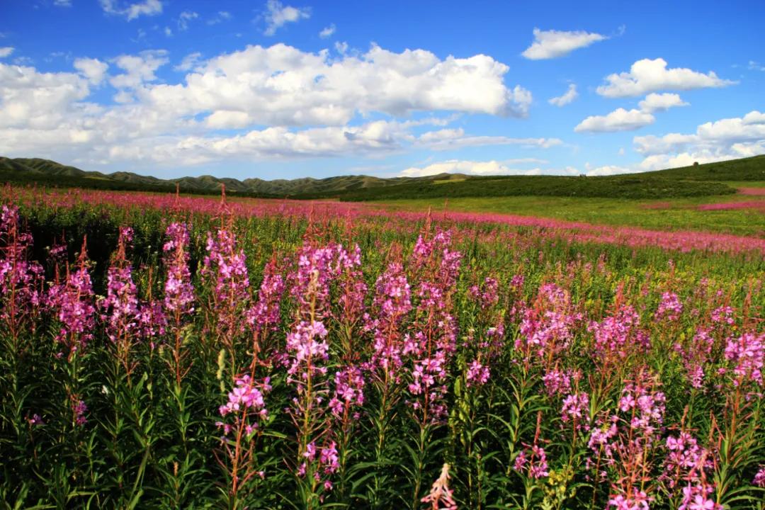 塔城生态环境优美,新疆是个好地方塔城