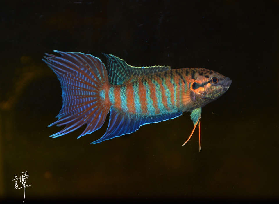 中国斗鱼繁殖直播教程视频,繁殖中国斗鱼要多大的鱼缸