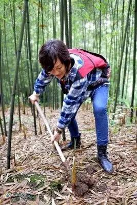 四月天山上春笋鲜,人间四月天春笋鲜