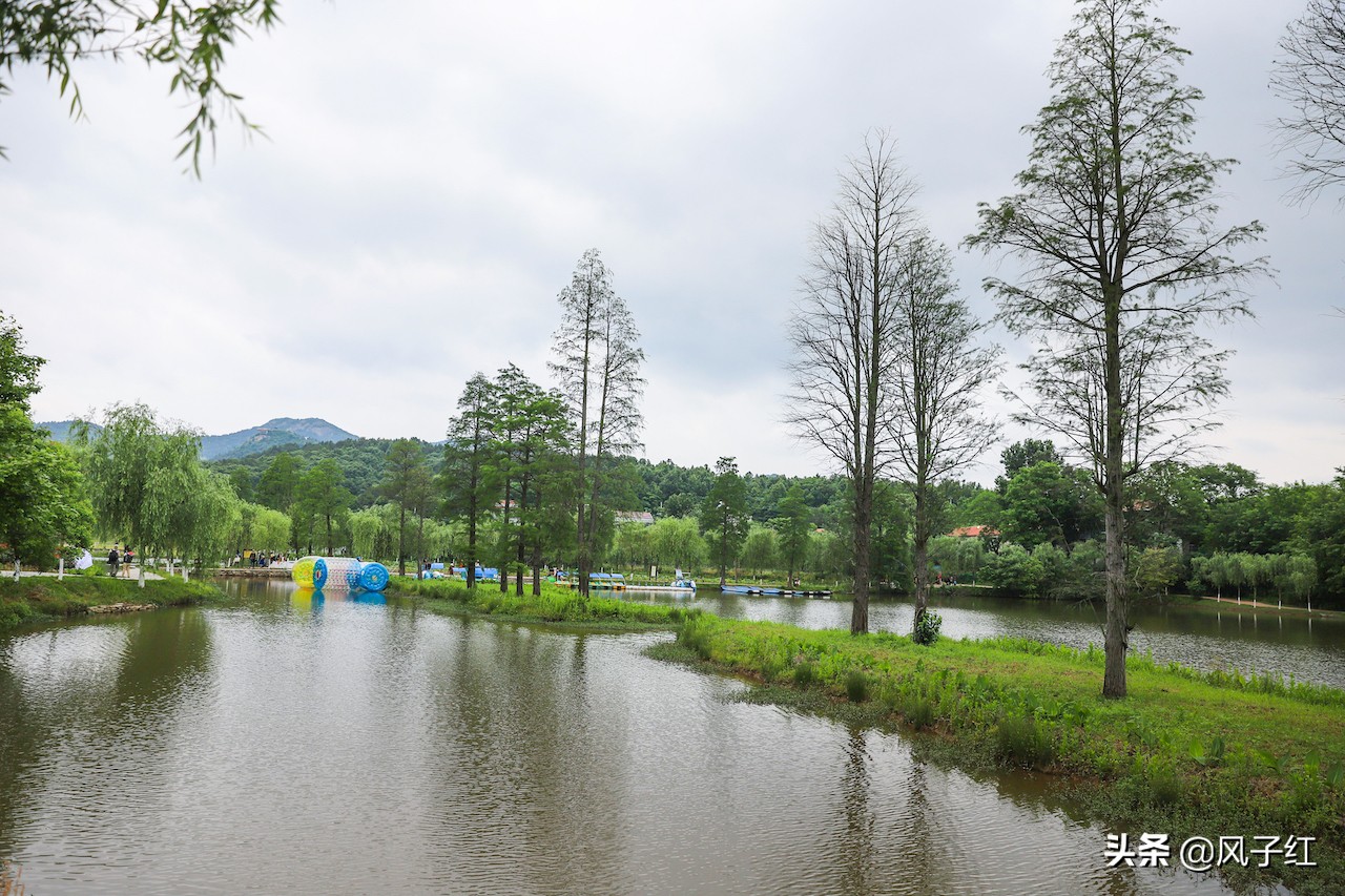 华中最大的玫瑰花园,中国最大的玫瑰花海