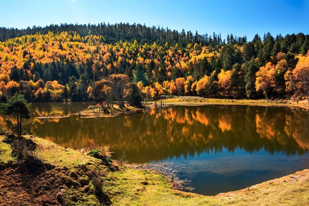 草原上特有的狼毒花,香格里拉狼毒花在哪里