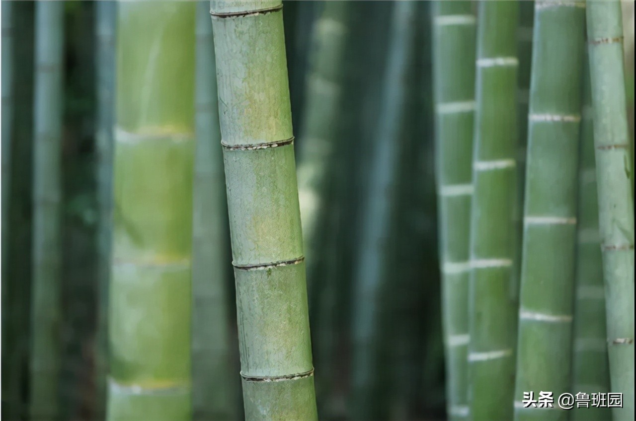 有关竹家具的制作,竹家具的工艺有哪些特点