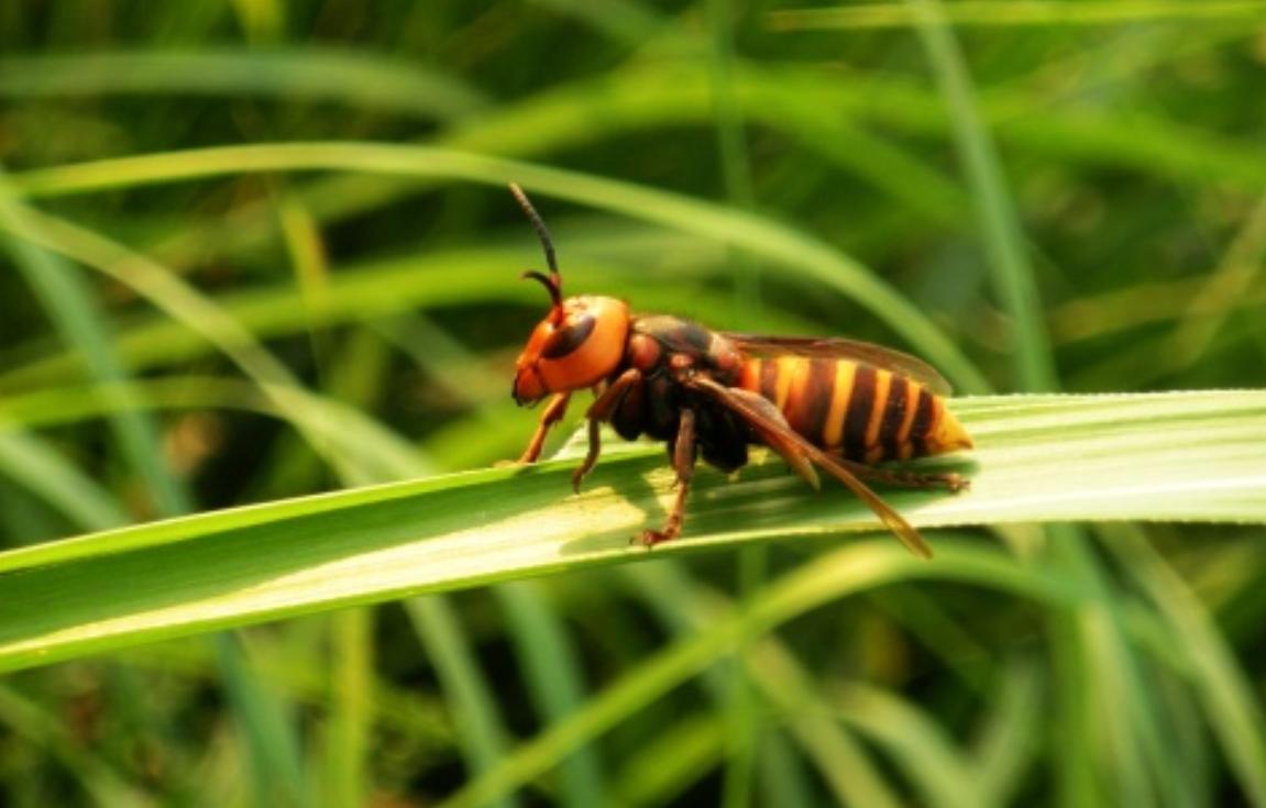 掏野生杀人蜂被蛰,一男子抓毒蜂泡酒死亡