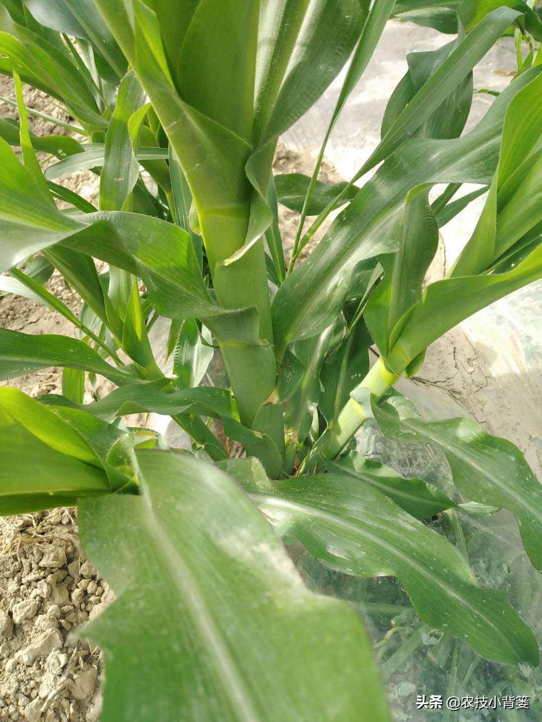 粘玉米叉子掰了好还是不掰好,玉米长叉用掰吗